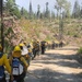 A long column of wildland firefighters marches in single file along a dirt/gravel road through a partially cleared forested area. The crew members are uniformly equipped with yellow hard hats, yellow Nomex fire-resistant shirts, green pants, blue backpacks, and hand tools. They appear to be hiking into a fire area, carrying hose rolls and hand tools such as Pulaskis and McLeods.