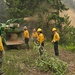 A crew of wildland firefighters or forest service workers in standard yellow Nomex shirts and hard hats are conducting vegetation management operations along a forest road. They are feeding cut brush and branches into a green wood chipper, which is actively ejecting a plume of wood chips and dust. The operation appears to be part of fuel reduction or fire line clearing work in a coniferous forest setting.