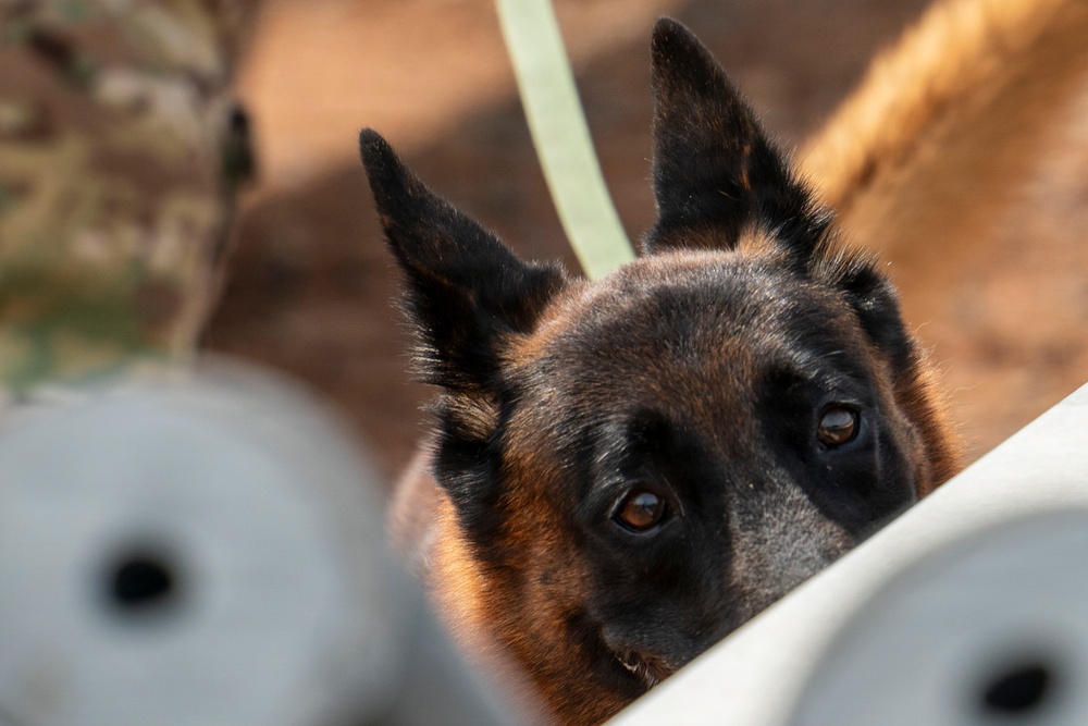 PANAMAX 2026 strengthens partnerships through multinational canine training