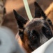 PANAMAX 2026 strengthens partnerships through multinational canine training