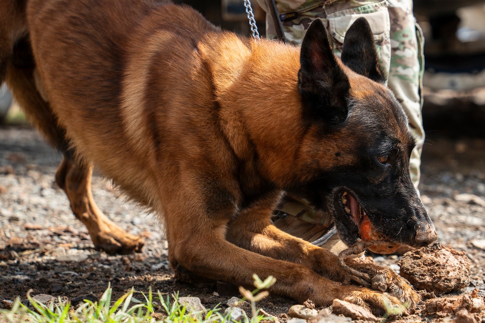 PANAMAX 2026 strengthens partnerships through multinational canine training
