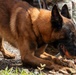 PANAMAX 2026 strengthens partnerships through multinational canine training
