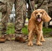 PANAMAX 2026 strengthens partnerships through multinational canine training