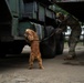 PANAMAX 2026 strengthens partnerships through multinational canine training