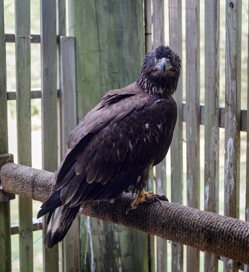 Freedom the Bald Eagle in a Rehabilitation Facility