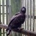 Freedom the Bald Eagle in a Rehabilitation Facility