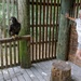 A woman with short white hair stands inside a wooden enclosure, leaning against a slatted wall while observing a large dark bird of prey perched on a wooden railing. The setting appears to be a wildlife rehabilitation center or zoo exhibit. The bird, likely a juvenile bald eagle based on its dark brown plumage and size, is perched calmly on a rope-wrapped post.