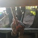 Lima Company conducts the Montford Point Challenge Course at OCS
