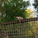 Lima Company conducts the Montford Point Challenge Course at OCS