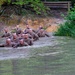 Lima Company conducts the Montford Point Challenge Course at OCS
