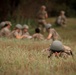 Air Guard medics train for care under fire during Northern Strike 26-2
