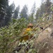 Rowe Creek Complex