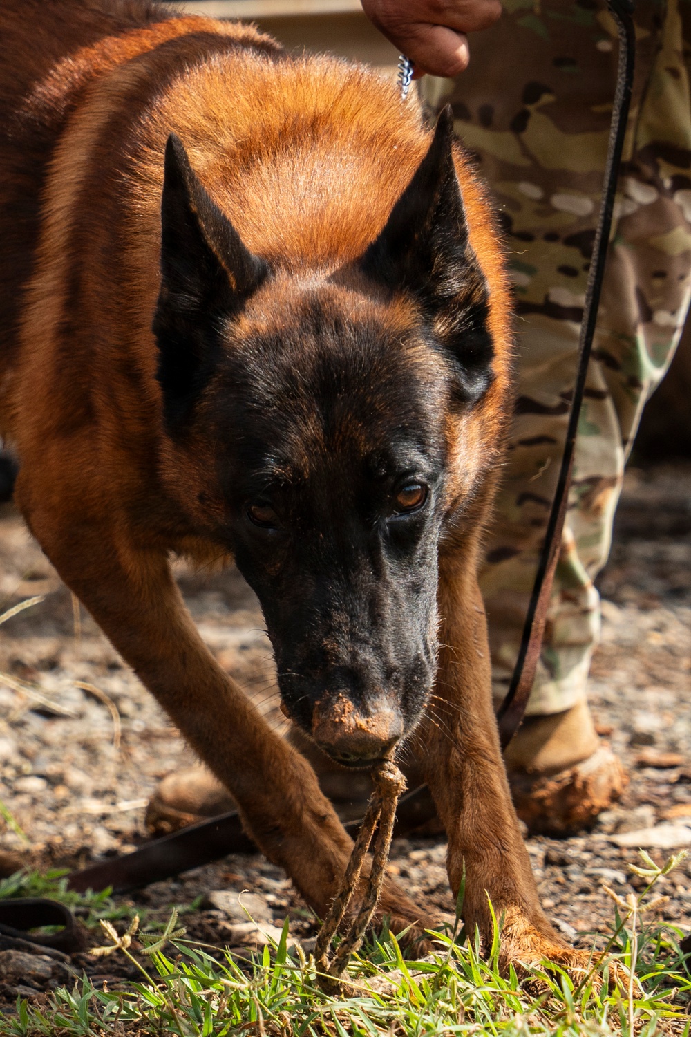 PANAMAX 2026 strengthens partnerships through multinational canine training