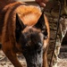 PANAMAX 2026 strengthens partnerships through multinational canine training