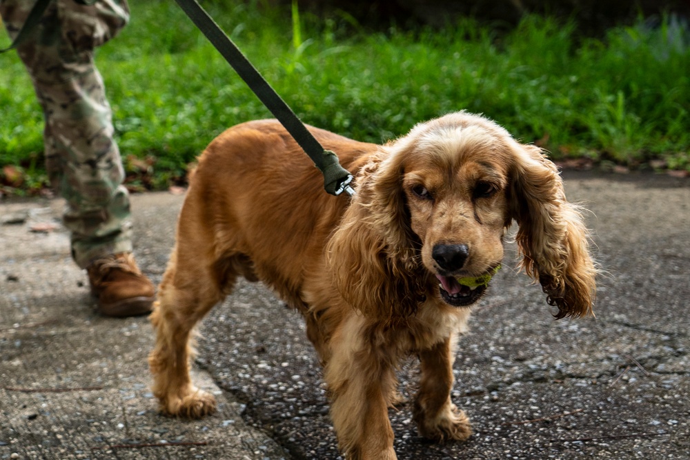 PANAMAX 2026 strengthens partnerships through multinational canine training