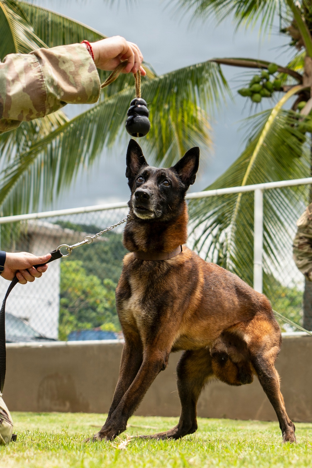 PANAMAX 2026 strengthens partnerships through multinational canine training