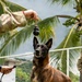 PANAMAX 2026 strengthens partnerships through multinational canine training
