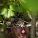 A male soldier is partially concealed within dense green foliage, wearing digital camouflage gear consistent with USMC MARPAT woodland pattern. His face is partially obscured by a boonie-style camouflage hat with a frayed brim, and he appears to be in a surveillance or concealment position. The image is taken through overlapping leaves and branches, emphasizing the subject's attempt at natural concealment.