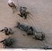 U.S. Marines with 2nd Bn., 1st Marines, rehearse company attacks during AFX