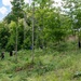 A group of approximately six people are working in a lush, green forested hillside area during what appears to be a clear summer day. The individuals are spread across the slope among young trees and dense undergrowth, appearing to be engaged in land management or forestry work. The scene suggests organized outdoor labor such as vegetation clearing, planting, or trail maintenance.