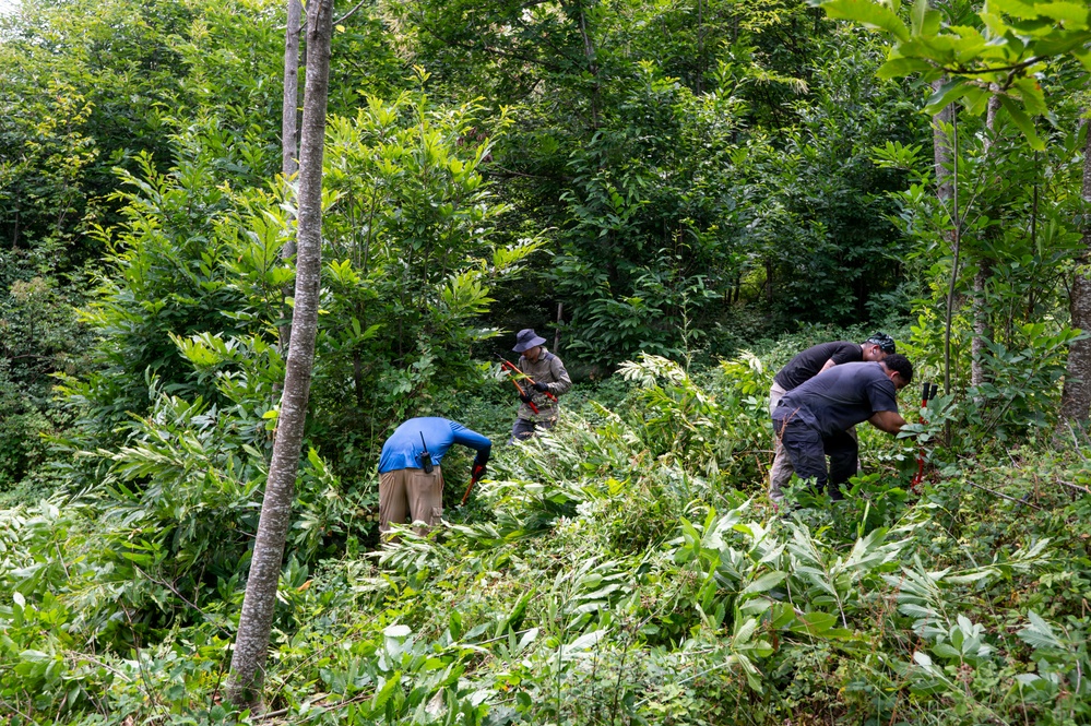 Three workers are clearing dense vegetation in a heavily wooded area. They are bent over and actively cutting or removing undergrowth using hand tools with red handles. The setting appears to be a forest or overgrown hillside during summer, based on the lush green foliage.