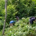 Three workers are clearing dense vegetation in a heavily wooded area. They are bent over and actively cutting or removing undergrowth using hand tools with red handles. The setting appears to be a forest or overgrown hillside during summer, based on the lush green foliage.