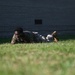 A soldier in camouflage uniform is performing a low crawl maneuver on a grass field near a brick building. The individual appears to be in a training exercise, executing a tactical ground movement technique. The photo is taken from a low angle at ground level, emphasizing the crawling motion.