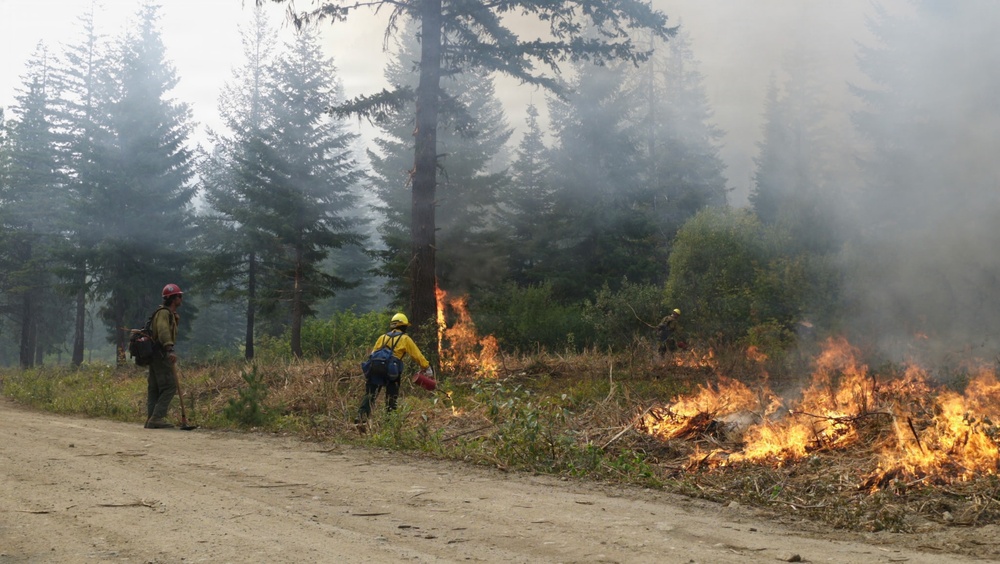 Three wildland firefighters are conducting a prescribed burn or managing a fire along a dirt road in a coniferous forest. The personnel are equipped with standard wildland firefighting gear and at least one is carrying a drip torch used to ignite controlled burns. Smoke fills the background as flames consume brush and debris along the forest edge.