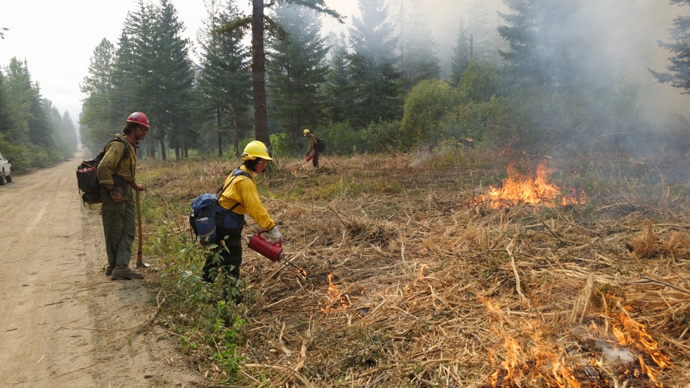 Three wildland firefighters are conducting a prescribed burn or backfire operation along a forest road. One firefighter in a yellow helmet is actively igniting dry vegetation using a drip torch, while a colleague in a red helmet observes nearby. A third firefighter is visible in the background, and smoke fills the air above a conifer forest.