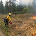 Three wildland firefighters are conducting a prescribed burn or backfire operation along a forest road. One firefighter in a yellow helmet is actively igniting dry vegetation using a drip torch, while a colleague in a red helmet observes nearby. A third firefighter is visible in the background, and smoke fills the air above a conifer forest.