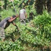 A group of workers are clearing dense vegetation in what appears to be a tropical agricultural or land-clearing setting. Multiple individuals are using machetes and long-handled tools to cut through thick undergrowth surrounded by banana trees and lush greenery. The scene depicts coordinated manual labor in a tropical environment.
