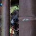 A military or law enforcement working dog is visible through metal bars or a gate, holding a black ball with a red rope in its mouth. The dog appears to be a Belgian Malinois or similar breed with a brindle coat. A person in camouflage uniform with a US flag patch is partially visible on the left side of the frame.