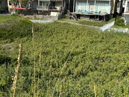 U.S. Army Corps of Engineers Partnership Protects Atlantic Beach Dunes