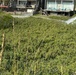 The image shows a coastal dune area densely covered with low-growing shrubs and vegetation, with beach houses or vacation rental properties visible in the background. Tall dried sea oat stalks are prominent in the foreground. White fencing separates the natural dune vegetation from the residential deck areas.