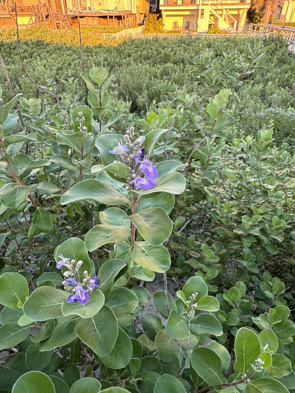 The image shows a dense coastal shrub landscape featuring plants with broad, leathery green leaves and small purple/blue flowers in bloom. The foreground prominently displays flowering shrubs, likely Vitex rotundifolia (beach vitex) or a similar coastal species, with clusters of purple tubular flowers and white buds. In the background, elevated beach houses or vacation rental structures are visible, bathed in warm golden evening light.