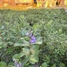 The image shows a dense coastal shrub landscape featuring plants with broad, leathery green leaves and small purple/blue flowers in bloom. The foreground prominently displays flowering shrubs, likely Vitex rotundifolia (beach vitex) or a similar coastal species, with clusters of purple tubular flowers and white buds. In the background, elevated beach houses or vacation rental structures are visible, bathed in warm golden evening light.