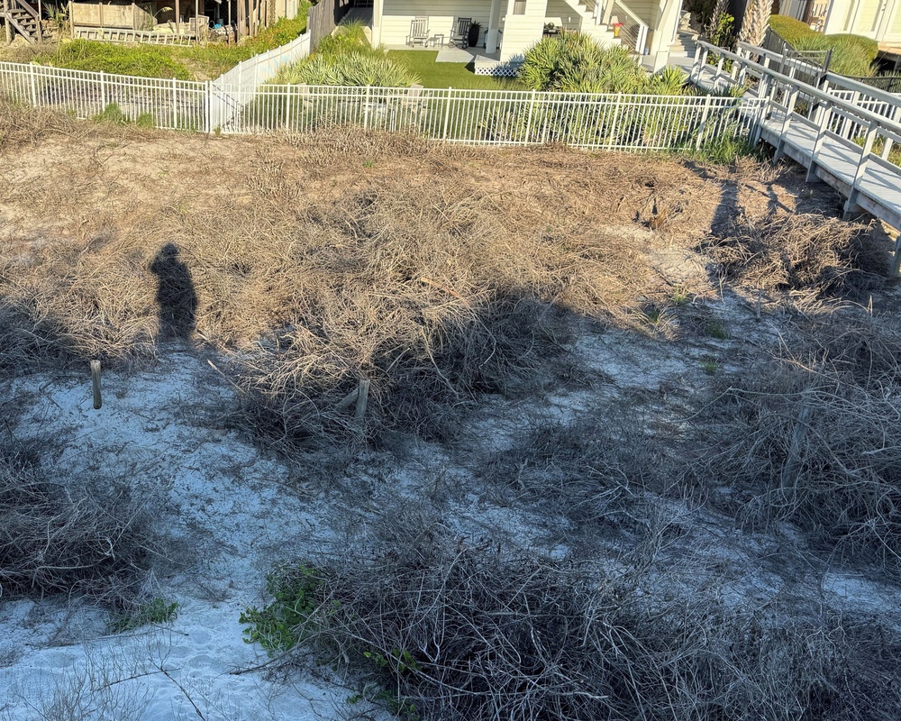 The image shows a sandy coastal dune area covered with dry, dormant beach vegetation, likely sea oats or similar dune grasses. Behind the dune area, residential beach houses are visible with white picket fencing, green lawns, and wooden boardwalks/decks. A photographer's shadow is prominently cast across the foreground sand and vegetation.
