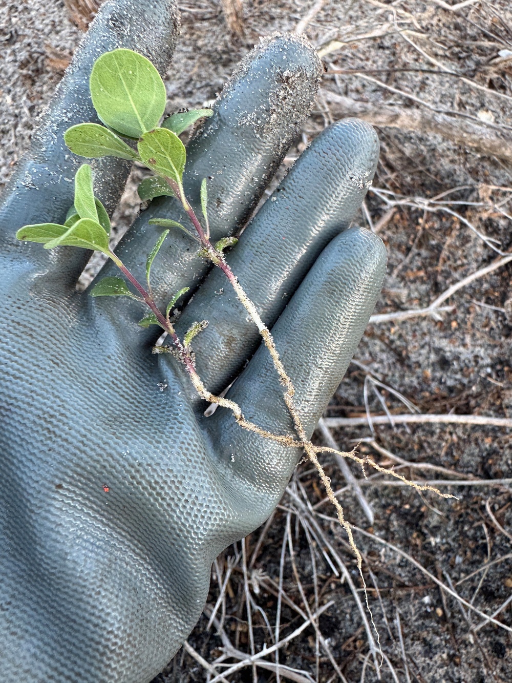 A gloved hand holds a small uprooted seedling with visible roots still coated in sandy soil. The plant has green oval leaves on reddish-purple stems with fine root hairs attached. The background shows dry, sandy ground with scattered dead plant material.