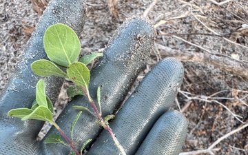 U.S. Army Corps of Engineers Partnership Protects Atlantic Beach Dunes