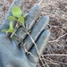 A gloved hand holds a small uprooted seedling with visible roots still coated in sandy soil. The plant has green oval leaves on reddish-purple stems with fine root hairs attached. The background shows dry, sandy ground with scattered dead plant material.