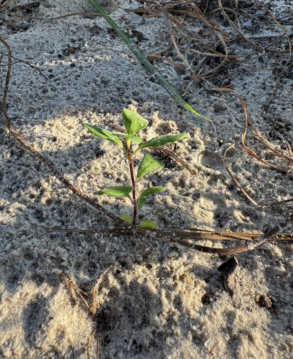 A small seedling with bright green, opposite leaves and a reddish-purple stem is emerging from sandy soil. The plant appears to be a young dicot in an early growth stage, surrounded by scattered dry plant debris and dead grass blades. The image is taken at a low angle in warm, raking light suggesting early morning or late afternoon sun.
