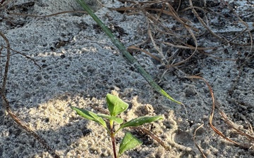 U.S. Army Corps of Engineers Partnership Protects Atlantic Beach Dunes
