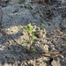 A small seedling with bright green, opposite leaves and a reddish-purple stem is emerging from sandy soil. The plant appears to be a young dicot in an early growth stage, surrounded by scattered dry plant debris and dead grass blades. The image is taken at a low angle in warm, raking light suggesting early morning or late afternoon sun.
