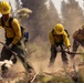 Three wildland firefighters in standard yellow Nomex fire-resistant shirts and yellow hard hats are actively digging a fire line in a forested area. They are working in close formation, using hand tools to scrape and clear vegetation and soil, raising visible dust clouds. The background shows tall conifers partially obscured by haze or smoke.