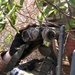 A military personnel in camouflage uniform is concealed within dense brush and vegetation, using camouflage-wrapped binoculars for observation. The individual appears to be in a reconnaissance or surveillance position, partially hidden by tree branches and foliage. Various pieces of tactical equipment are visible on their person.