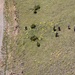 An aerial photograph shows a group of approximately 6-7 individuals in what appears to be military or tactical gear dispersed across a green, open field dotted with yellow flowering shrubs. A dirt/gravel road runs along the left side of the image. The personnel appear to be conducting a patrol, sweep, or field exercise in a semi-arid grassland environment.