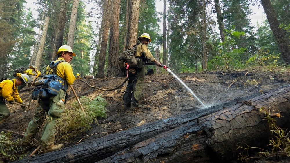 A crew of wildland firefighters works in a forested area to extinguish a ground fire, with one firefighter directing a water hose onto a charred, fallen log. The surrounding terrain shows evidence of recent burning, with scorched earth and blackened wood visible. Multiple crew members in standard wildland firefighting gear are visible working together on the hillside.