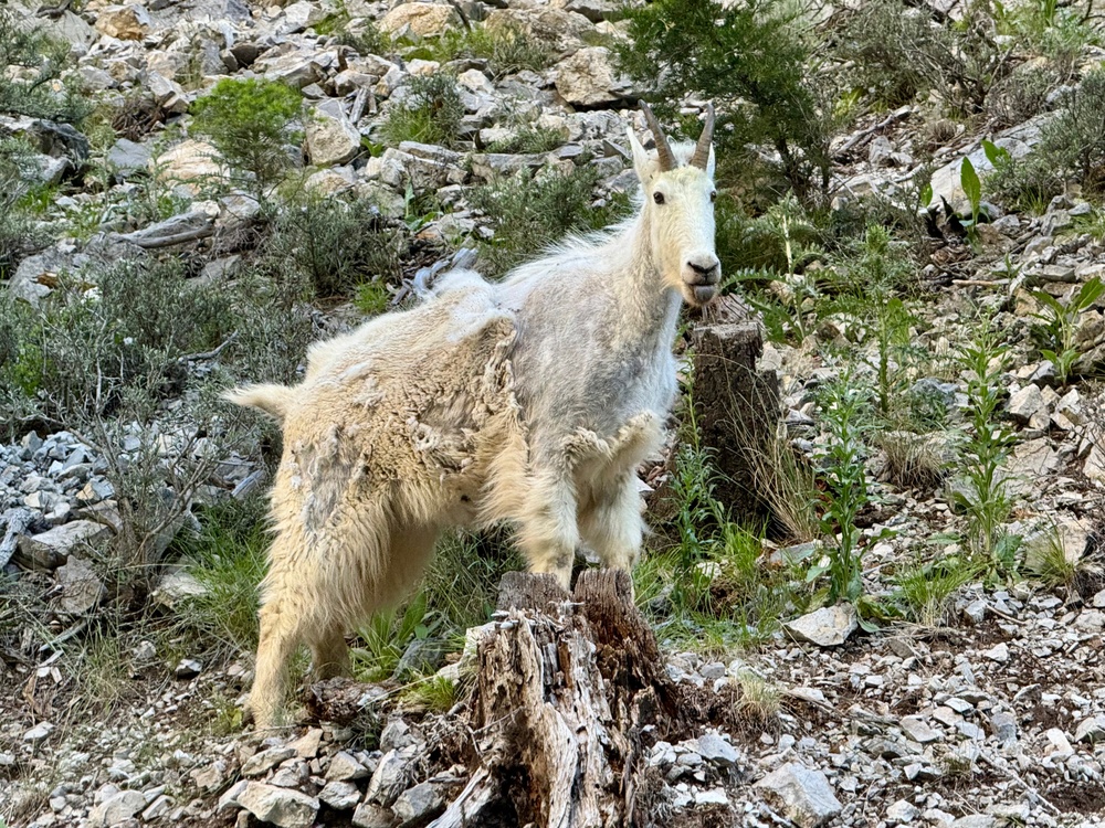 Mountain Goat
