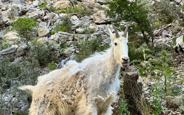 Mountain Goat