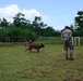 A military service member in camouflage uniform stands on a grass field observing a Belgian Malinois or similar working dog during what appears to be a training exercise. The dog is moving across the field toward an orange marker or cone in the background. The setting appears to be an outdoor military working dog training area with tropical vegetation visible in the background.